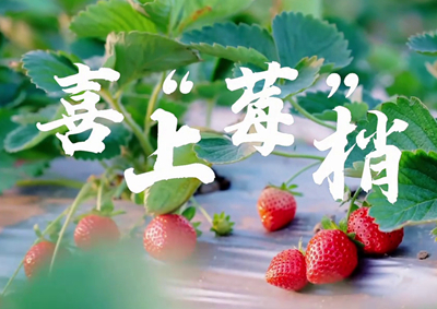 中國電信的信息技術(shù)正成為草莓種植戶拓展銷售、傳播口碑的新農(nóng)具_(dá)400.jpg